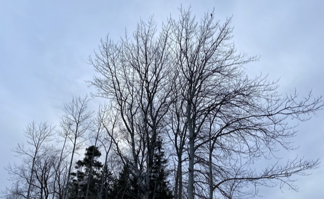 Linnut laulavat latvuksissa