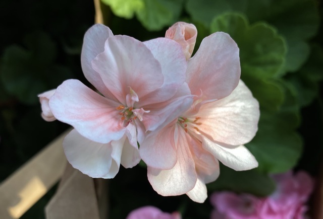 Pelargonia