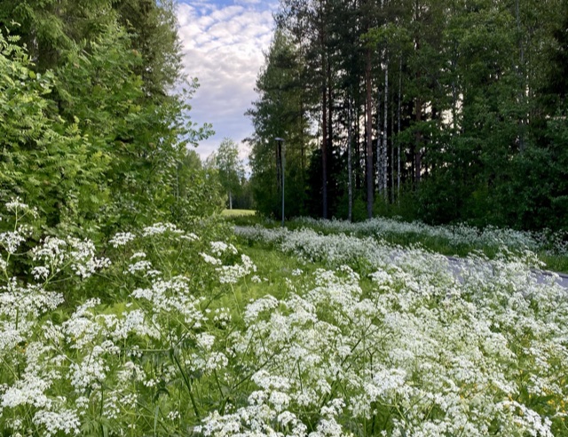 Koiranputkia kesäillassa