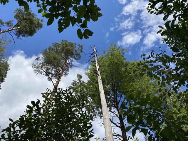 Puiden latvoja poutapilvistä taivasta vasten