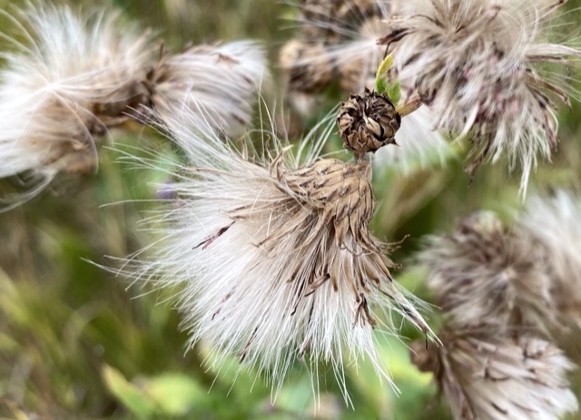 Kuihtunut ohdakkeen kukka
