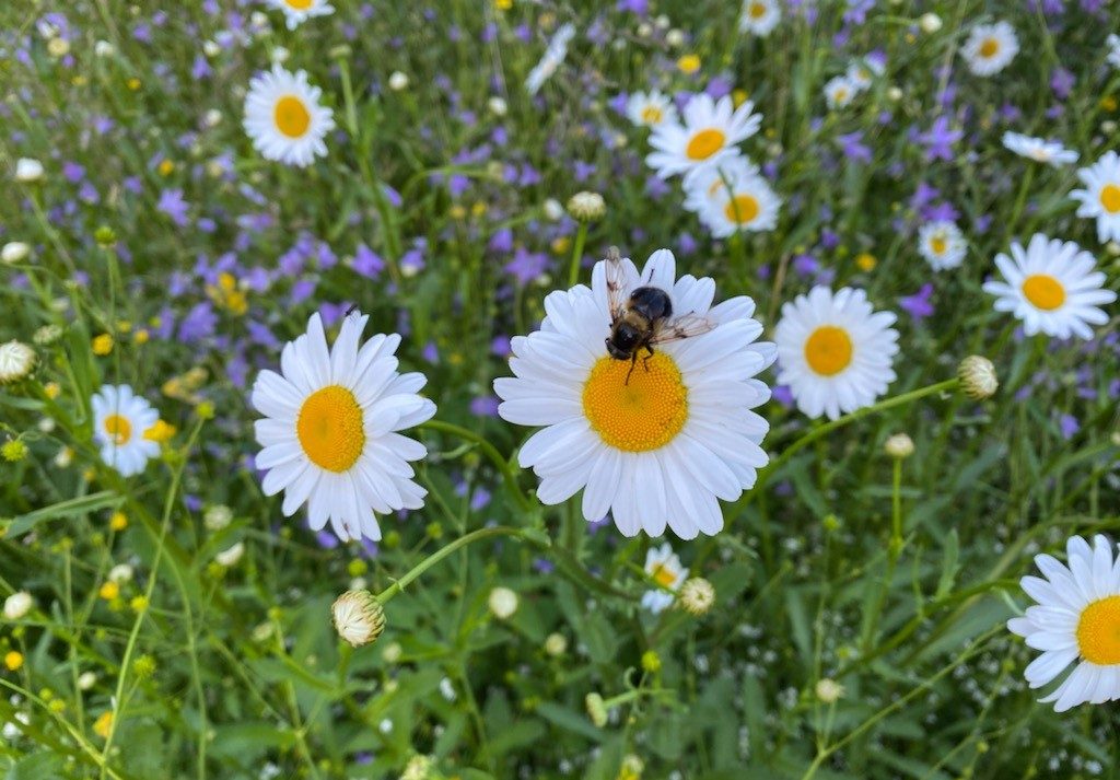 Päivänkakkaroita ja kissankelloja